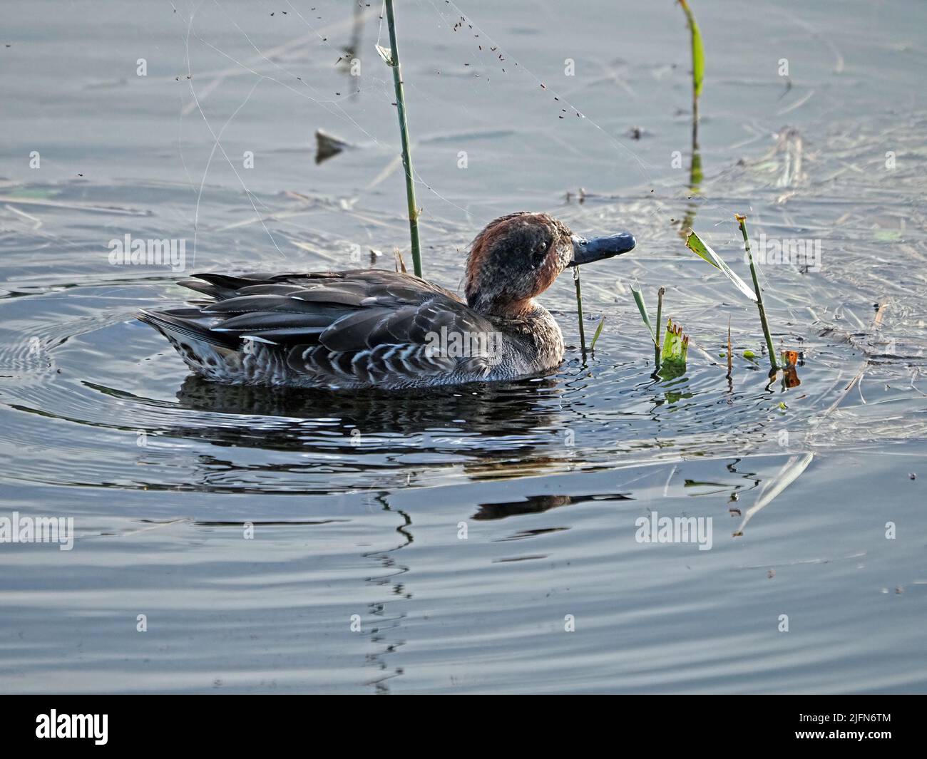 Eurasian Teal (Anas crecca) in Winter plumage hunting spiderlings in nursery web above flooded marsh at Leighton Moss, RSPB NR Lancashire,England,UK Stock Photo