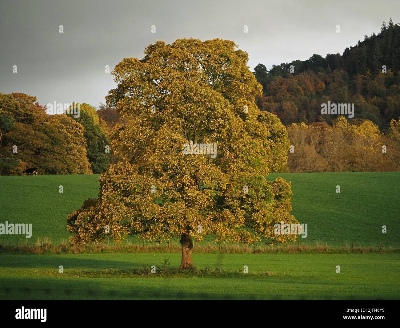 stately Sycamore tree (Acer pseudoplatanus) in evening light towering over bright green sunlit grassy fields with cow in North Yorkshire, England, UK Stock Photo