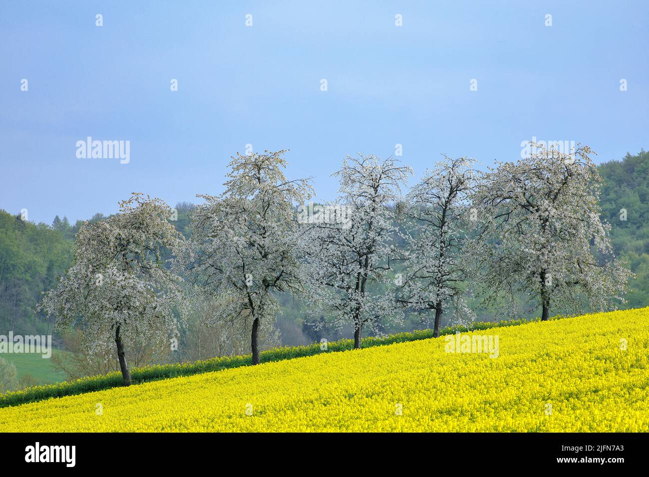 Cherry Blossom Time Stock Photo Alamy