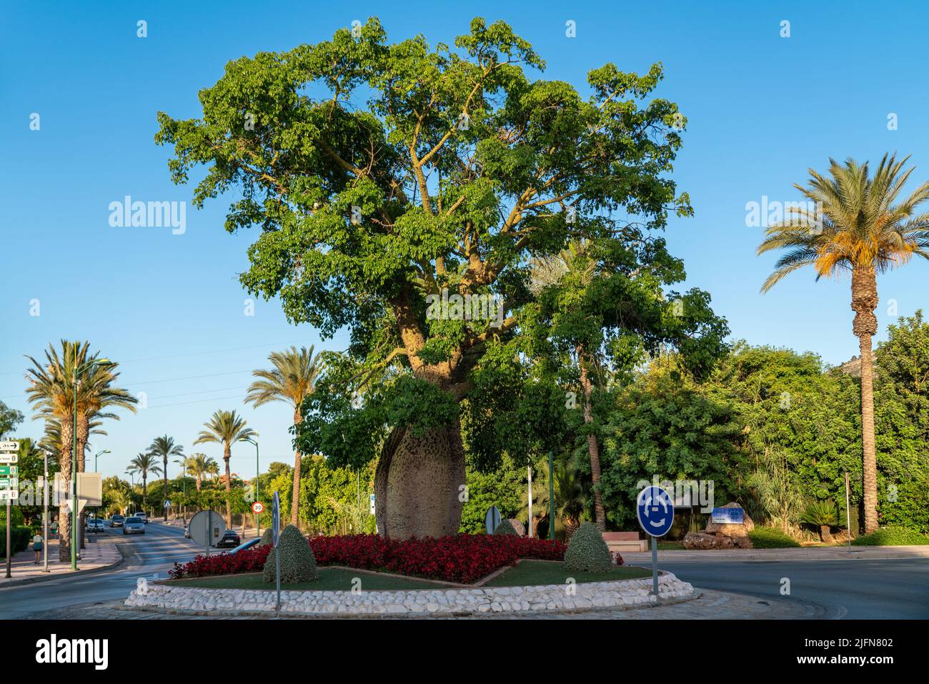 Alhaurin de la Torre, SPAIN - July 3 2022: Baobab old tree in a gyratory of the city. Stock Photo