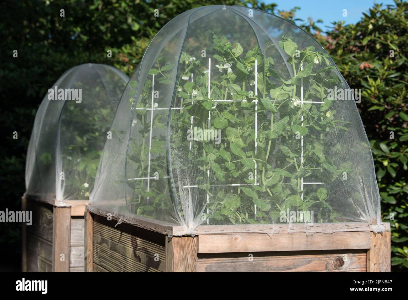 Sugar snap pees grow in a raised garden bed. Nets are used as snail protection. Stock Photo