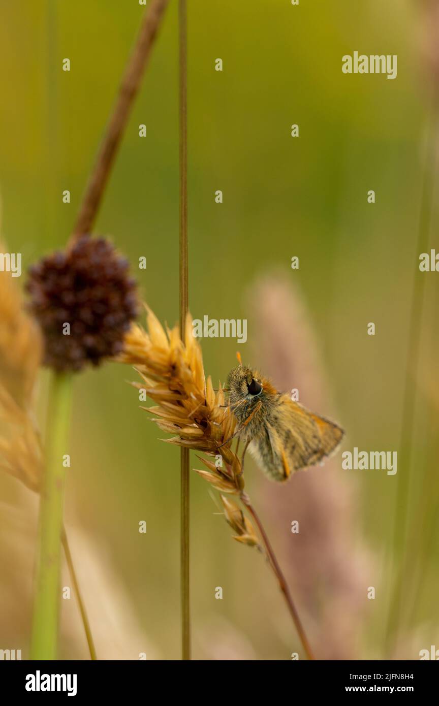 Small Skipper butterfly resting on grass seed head Stock Photo
