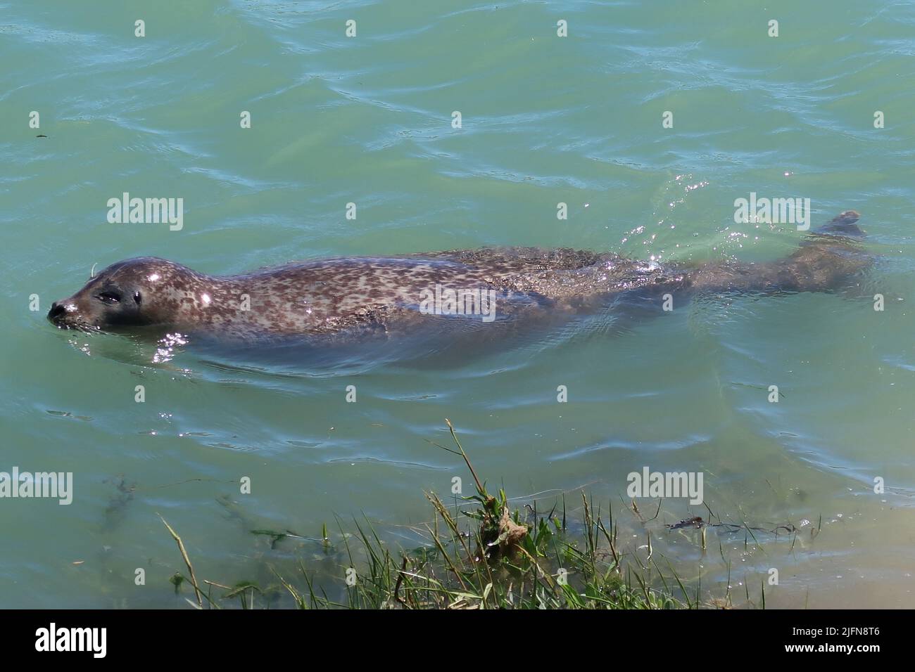 A large grey seal swims in the River Arun, West Sussex, UK. Unusual location 3 miles inland from the sea, but well known locally for several years. Stock Photo