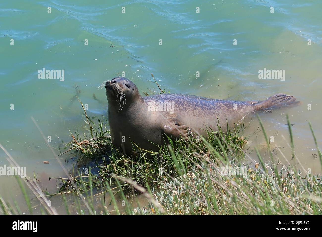 A large grey seal seen in the River Arun, West Sussex, UK. Unusual location 3 miles inland from the sea, but well known locally for several years. Stock Photo
