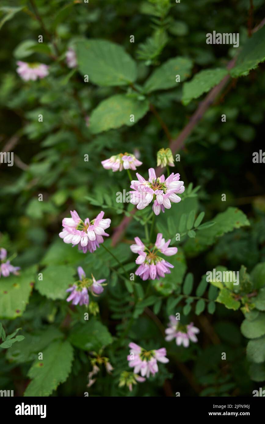 Securigera varia in bloom Stock Photo - Alamy