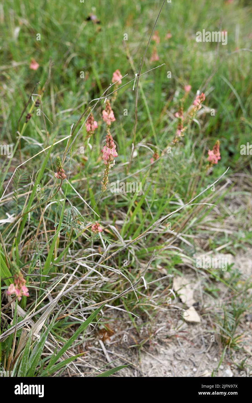 Onobrychis viciifolia pink inflorescence Stock Photo