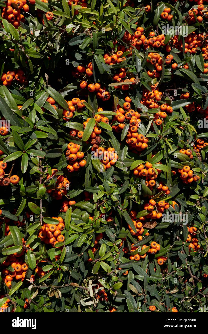 Pyracantha angustifolia branch close up Stock Photo
