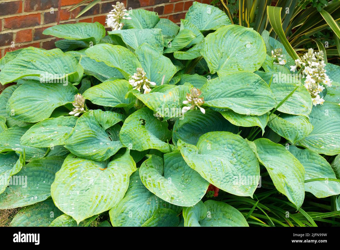 Hosta is a genus of plants commonly known as hostas, plantain lilies and occasionally by the Japanese name gibōshi. Hostas are widely cultivated as sh Stock Photo