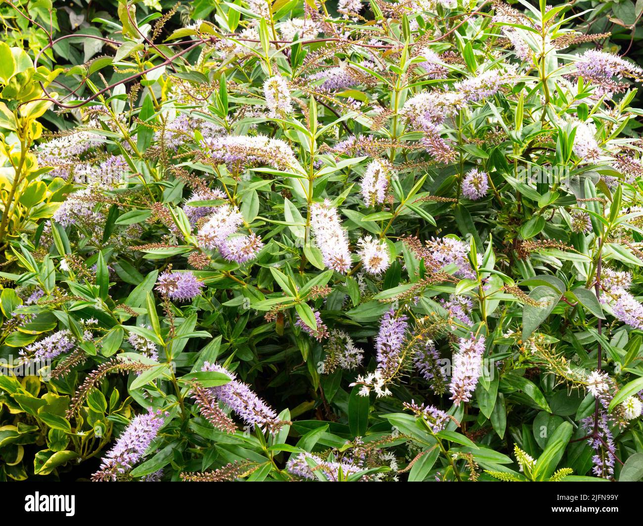 Hebes are versatile garden plants, offering bright foliage colours in winter and sparkling flowers through summer into autumn. Stock Photo