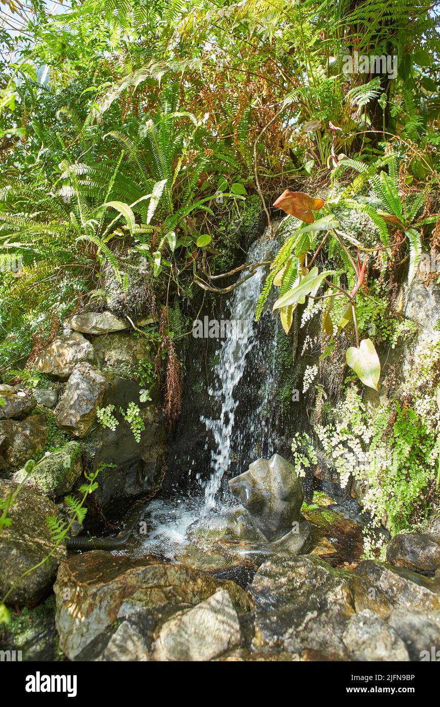 Botanical garden with plants and flowers growing in Dublin, Ireland