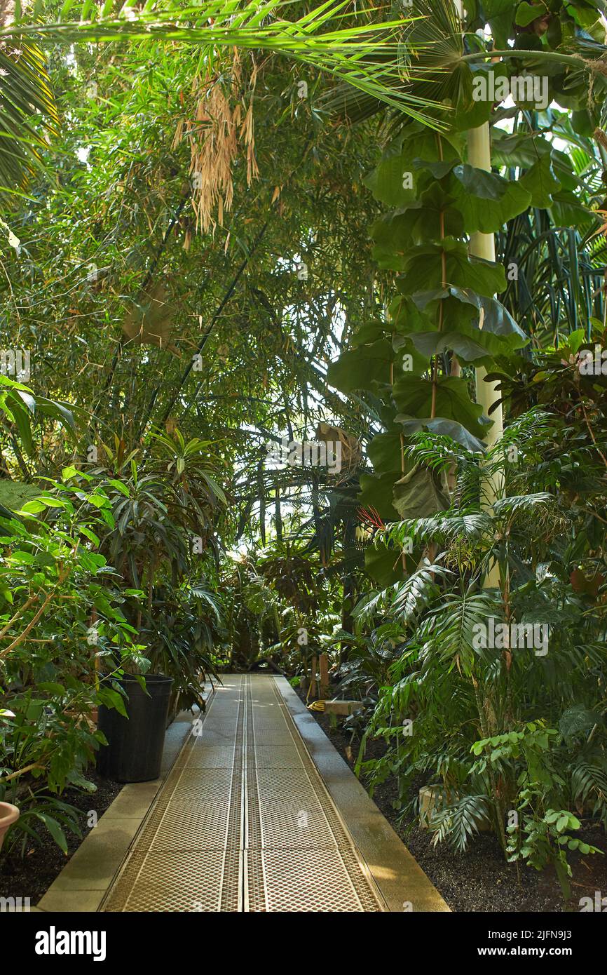 Botanical garden with plants and flowers growing in Dublin, Ireland