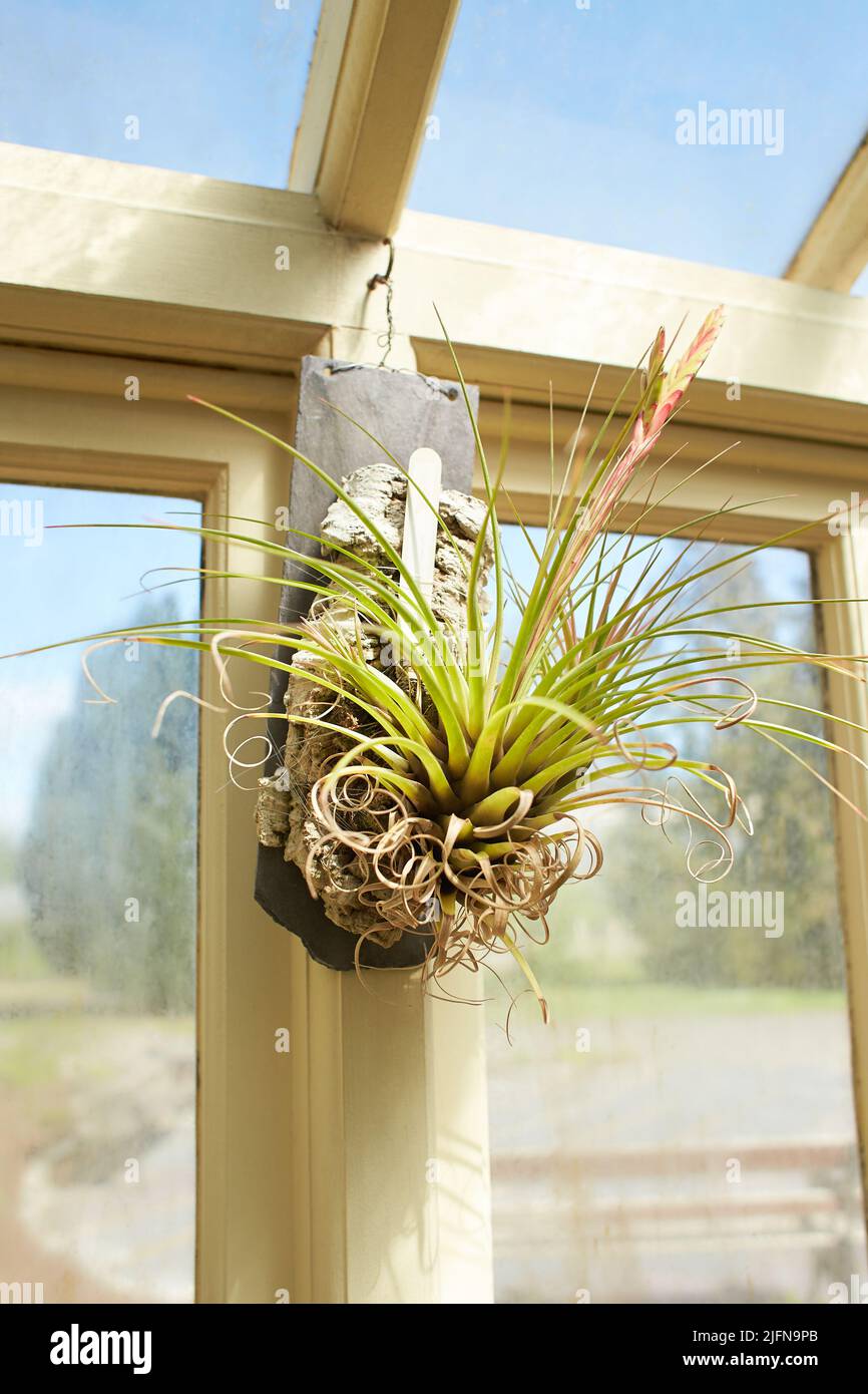 Botanical garden with plants and flowers growing in Dublin, Ireland