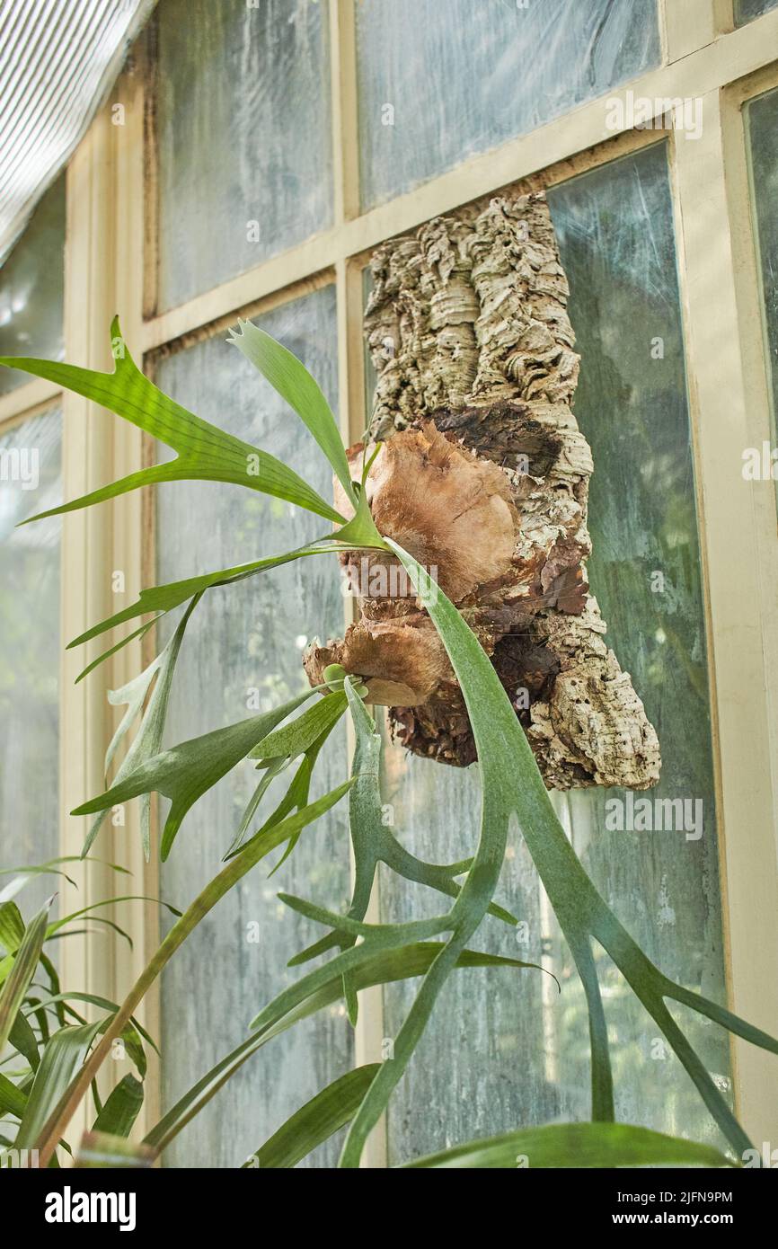 Botanical garden with plants and flowers growing in Dublin, Ireland