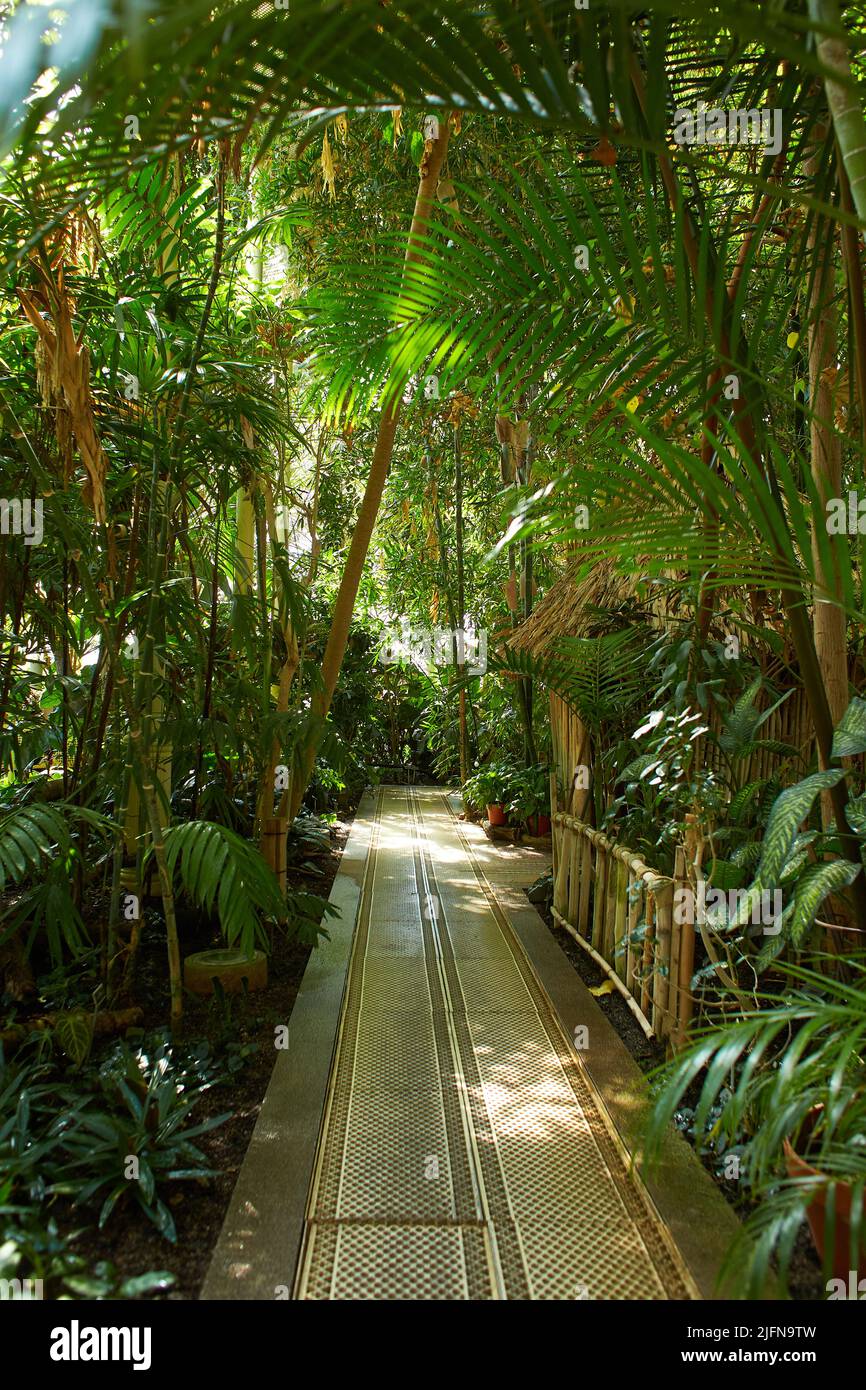 Botanical garden with plants and flowers growing in Dublin, Ireland