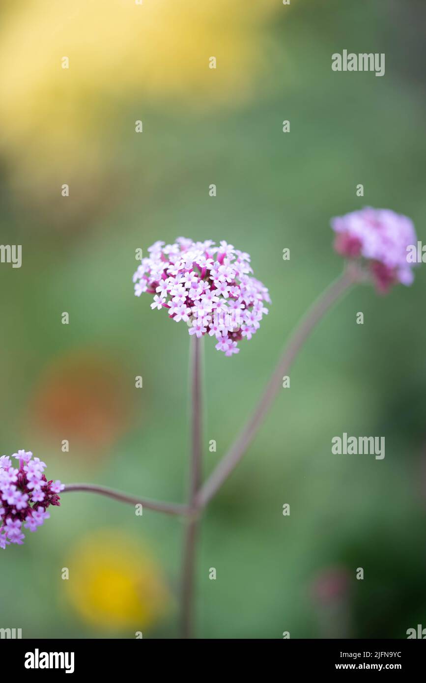 Images shot of popular garden flowers that bloom summertime in the UK among keen Gardeners and Horticulturists Stock Photo