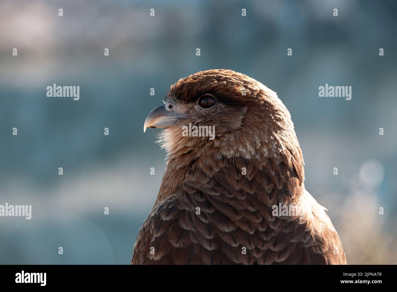 Argentine Patagonian Hawk in closeup Stock Photo