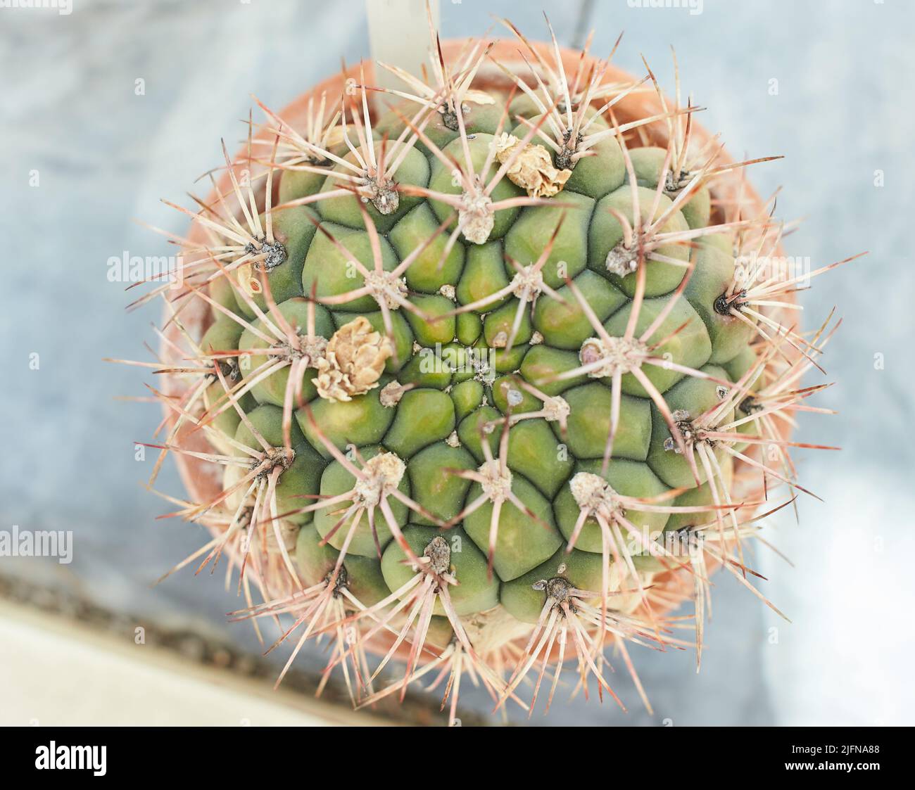 A closeup photo of a large green Gymnocalycium multiflorum cactus with