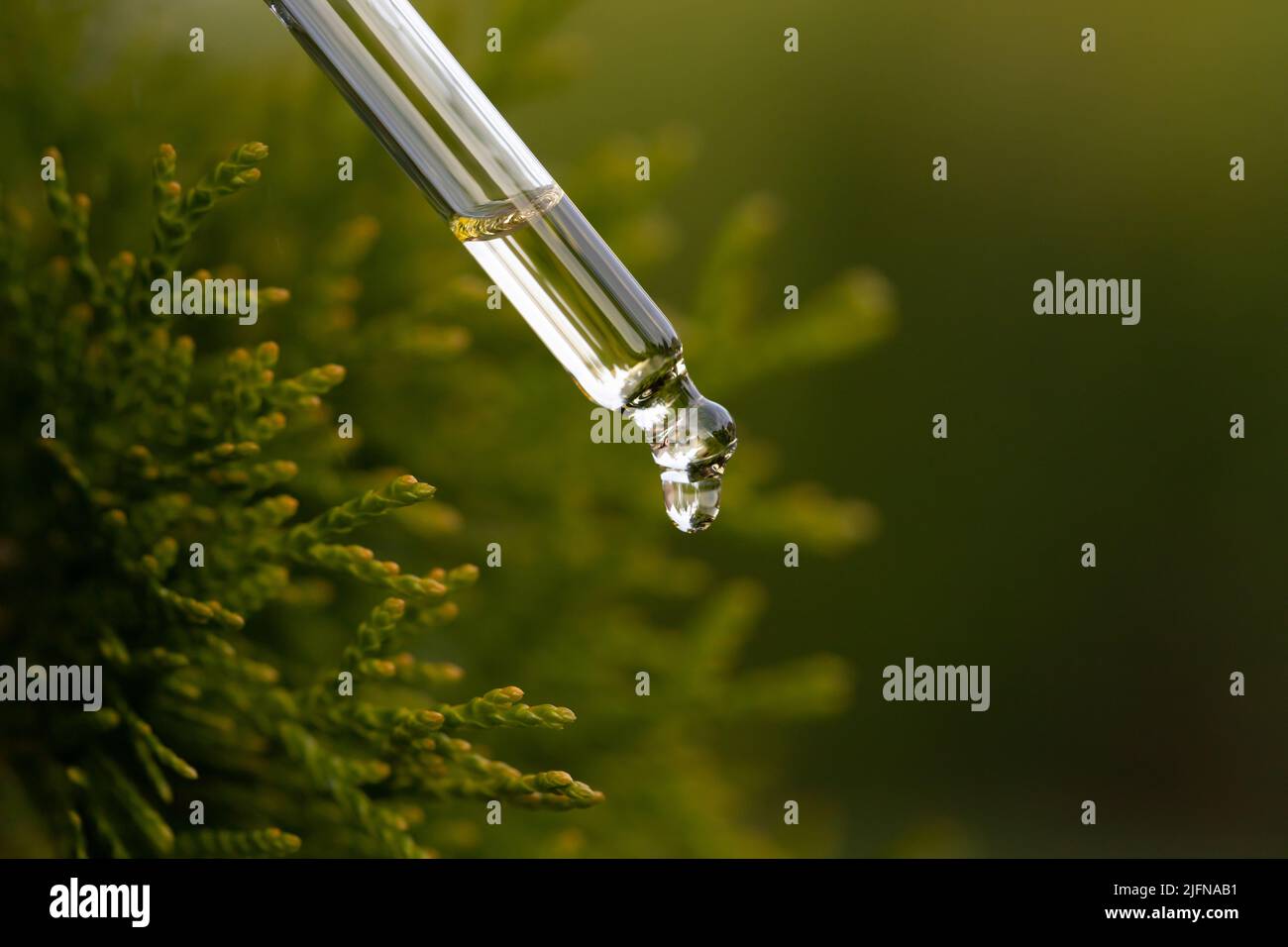Pine essential oil dripping from pipette. Aromatherapy, spa, massage