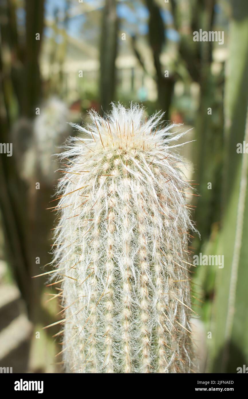 Cleistocactus hires stock photography and images Alamy