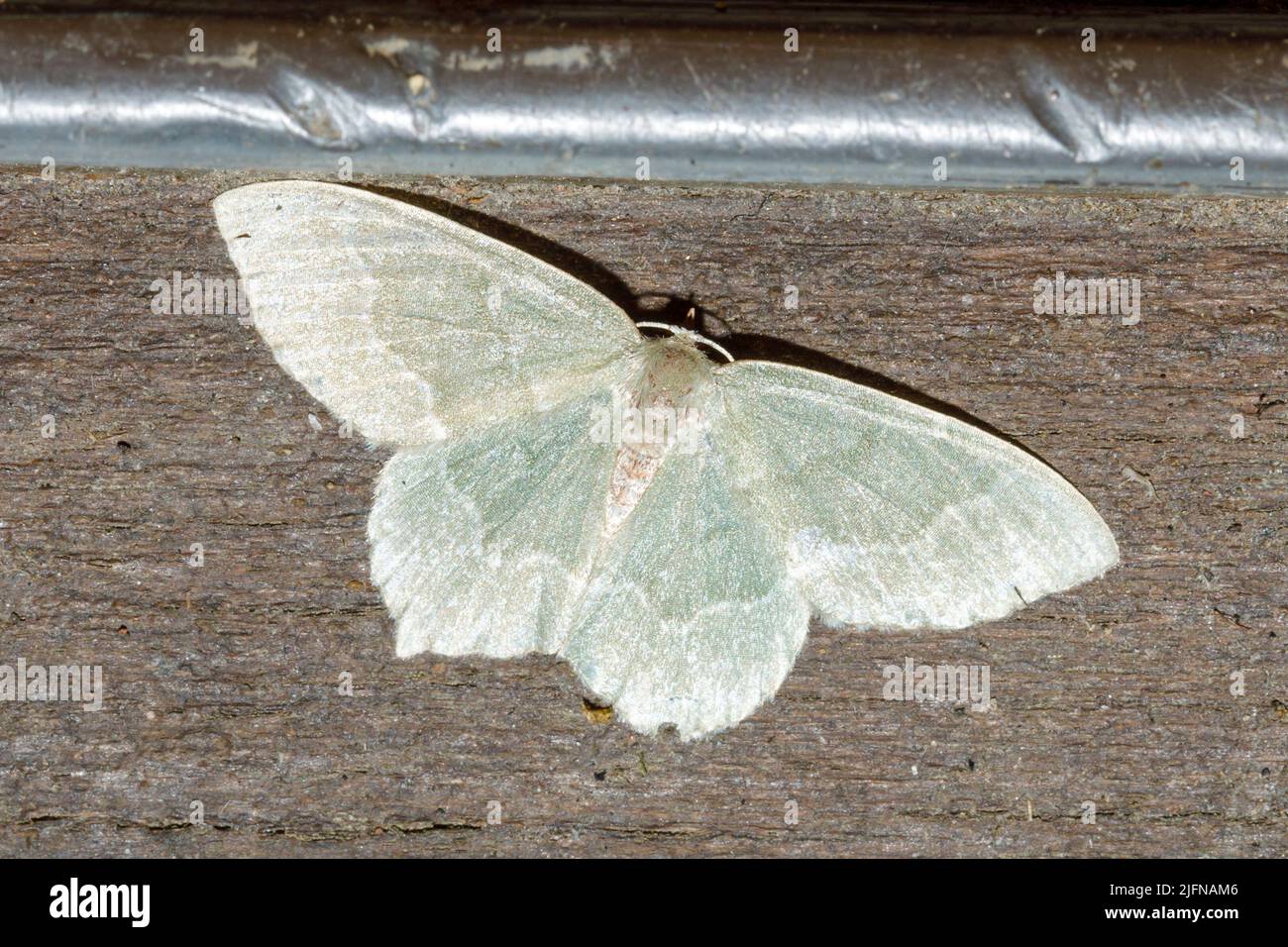 Little emerald moth (Jodis lactearia) Sussex, UK Stock Photo