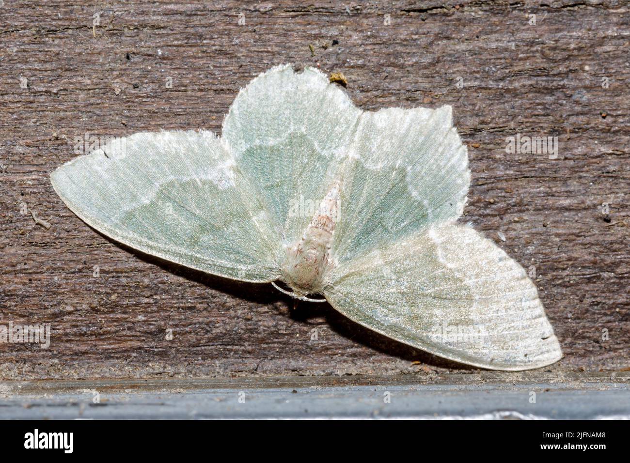 Little emerald moth (Jodis lactearia) Sussex, UK Stock Photo
