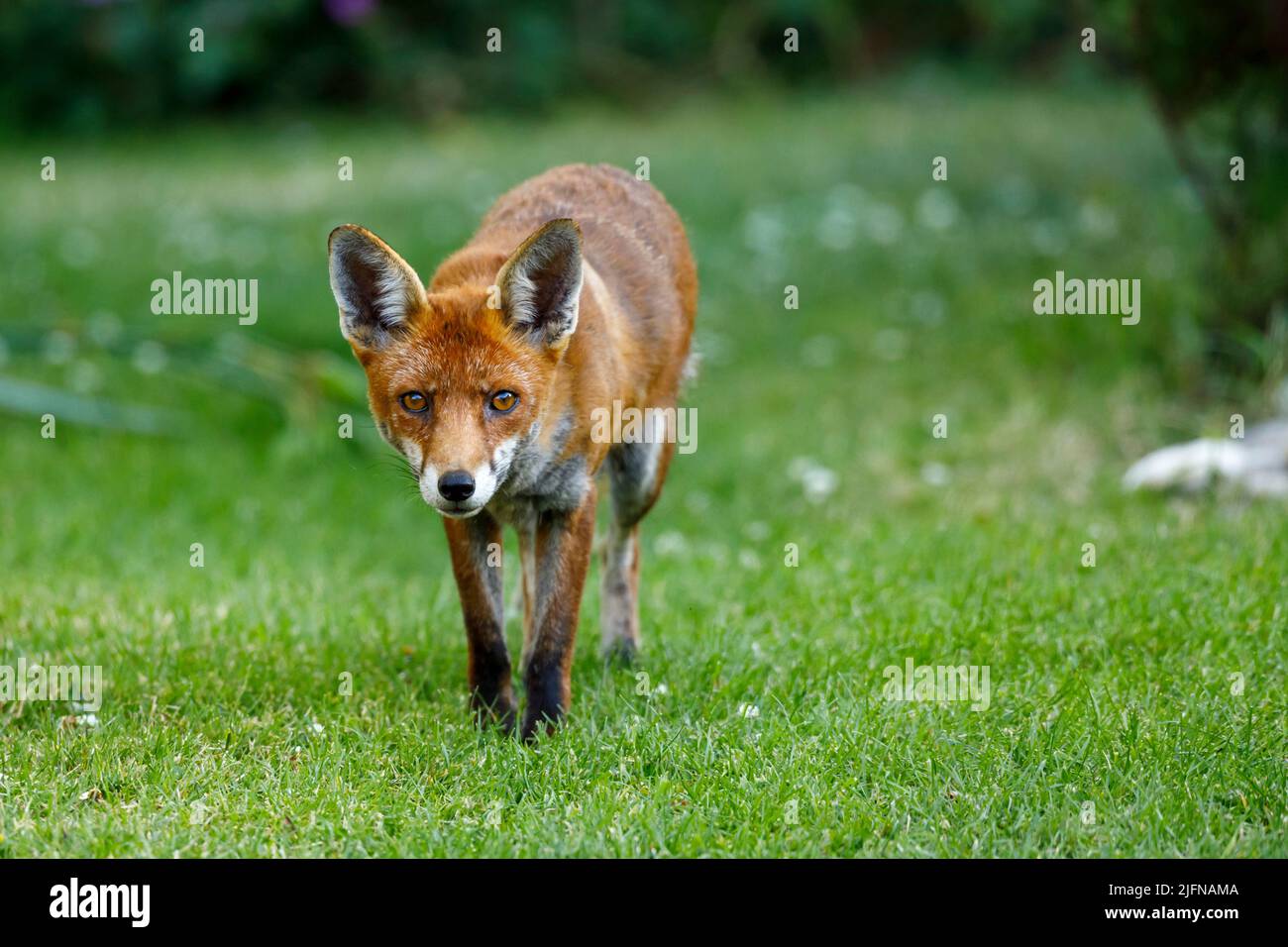 Red Fox (Vulpes vulpes) on a garden lawn, Sussex, UK Stock Photo