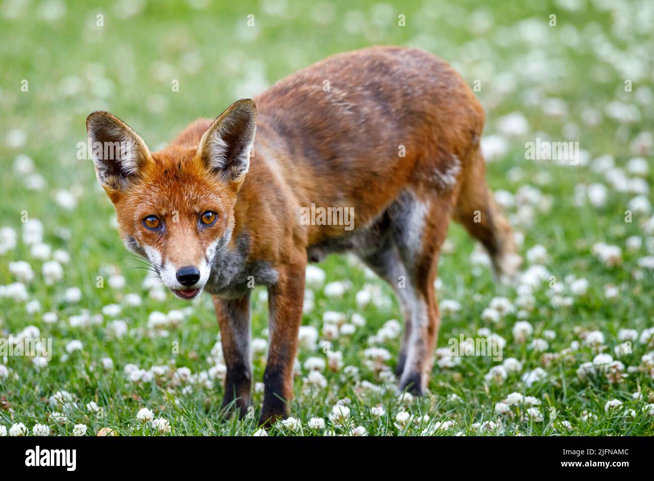 Wild Red Fox (Vulpes vulpes) on a clover covered garden lawn, Sussex, UK Stock Photo