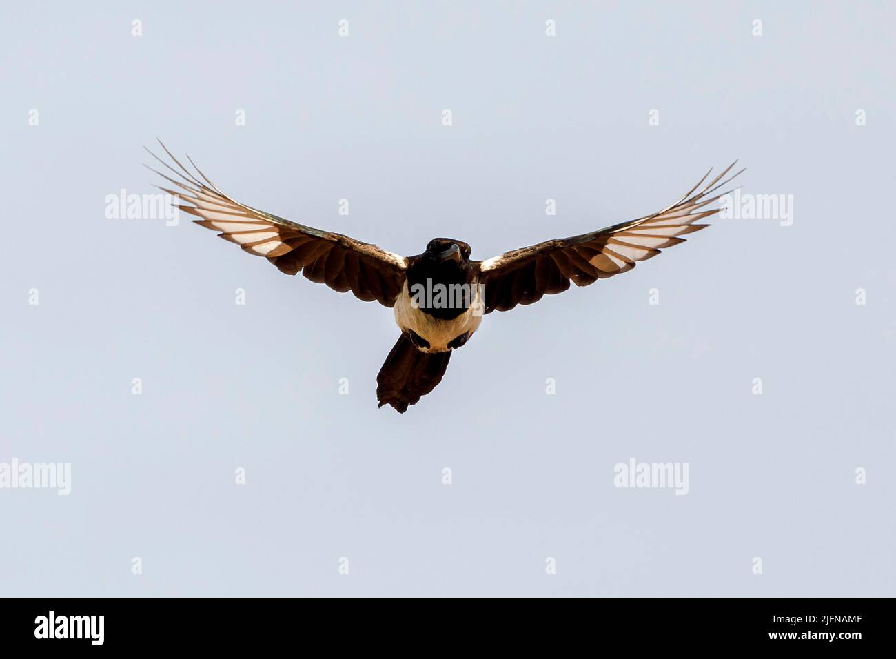 Magpie in flight, Pica pica Stock Photo