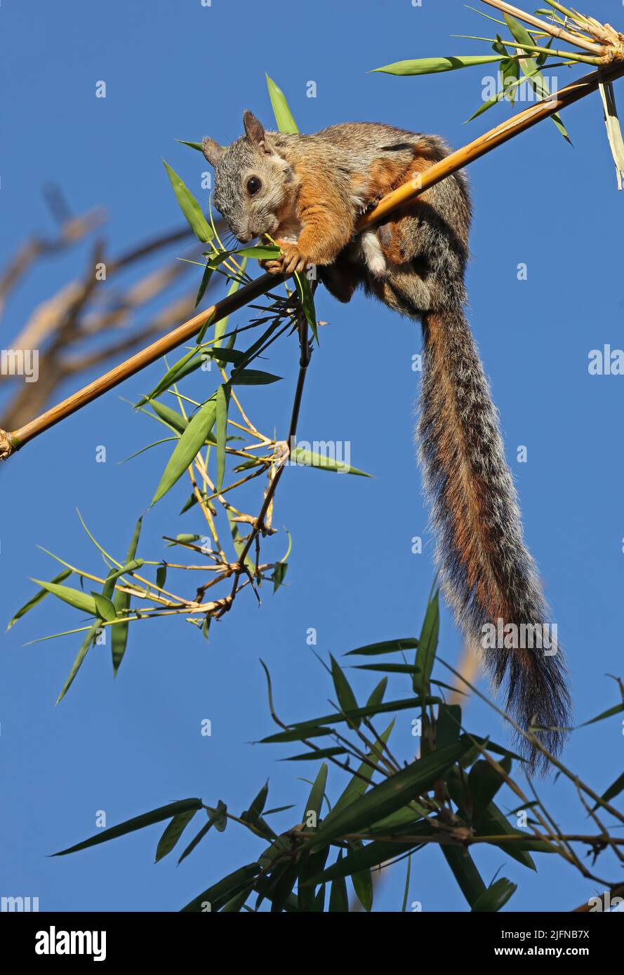 Variegated Squirrel (Sciurus variegatoides) adult sitting in bamboo