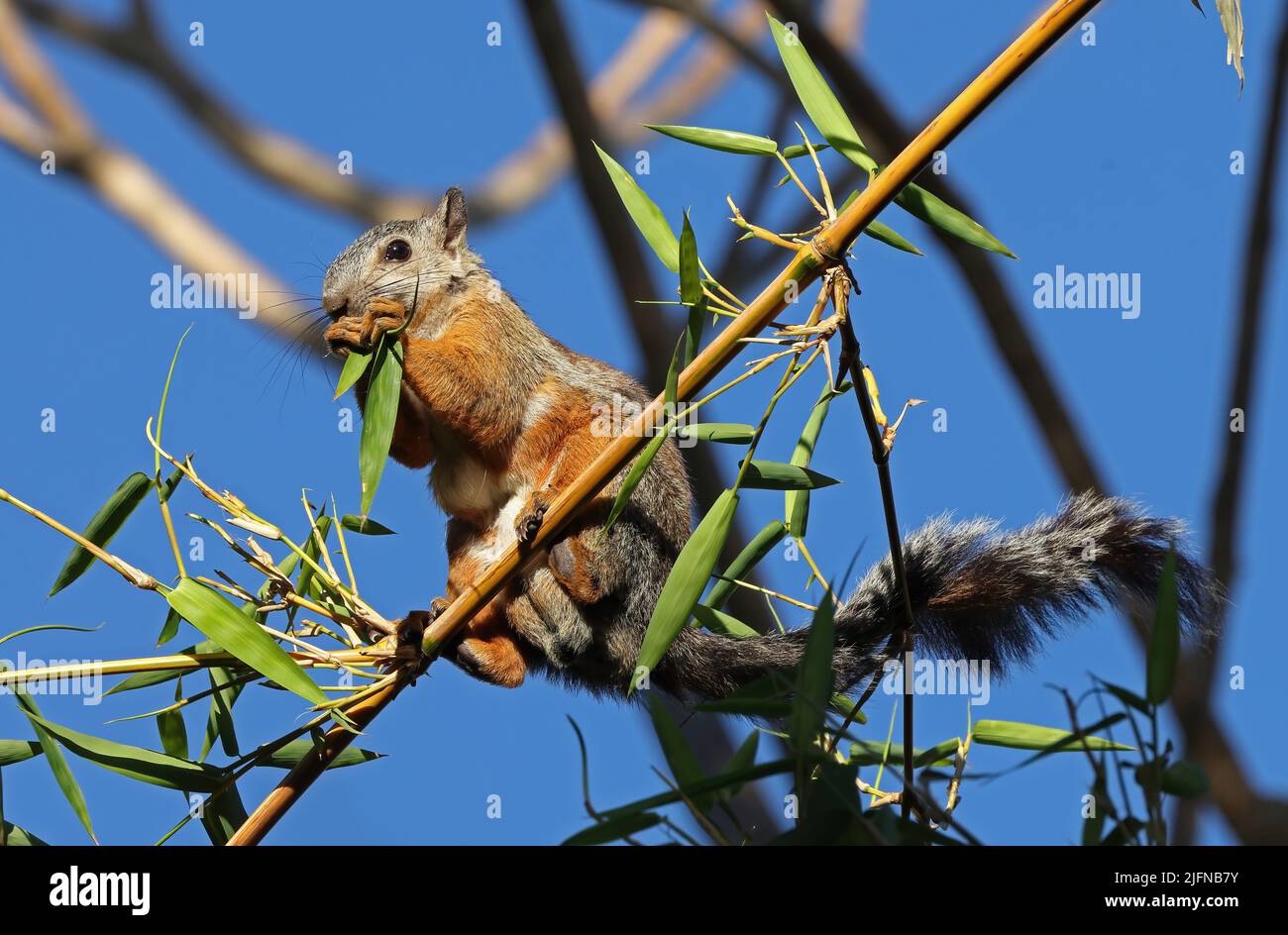 Variegated Squirrel (Sciurus variegatoides) adult sitting in bamboo