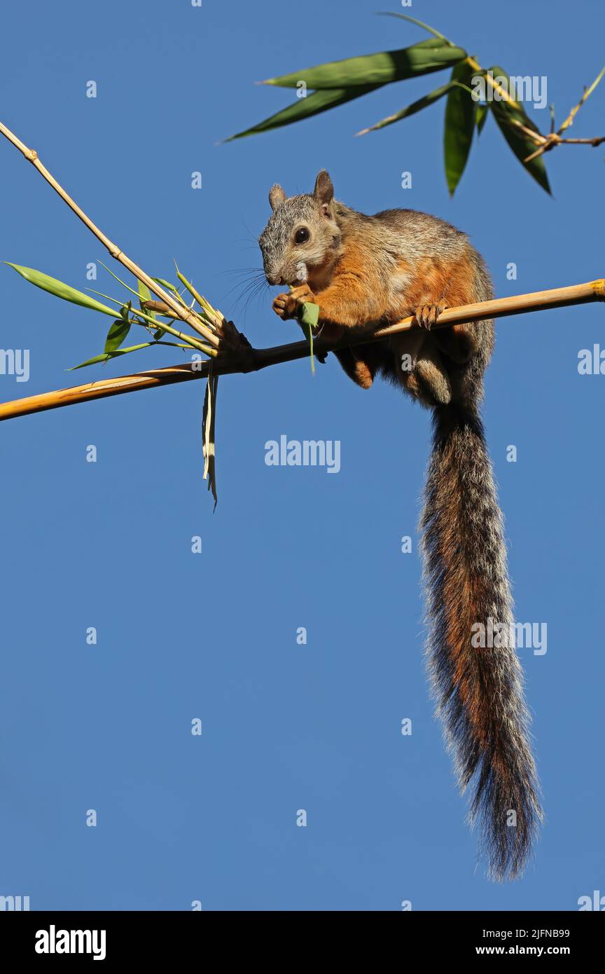 Variegated Squirrel (Sciurus variegatoides) adult sitting in bamboo