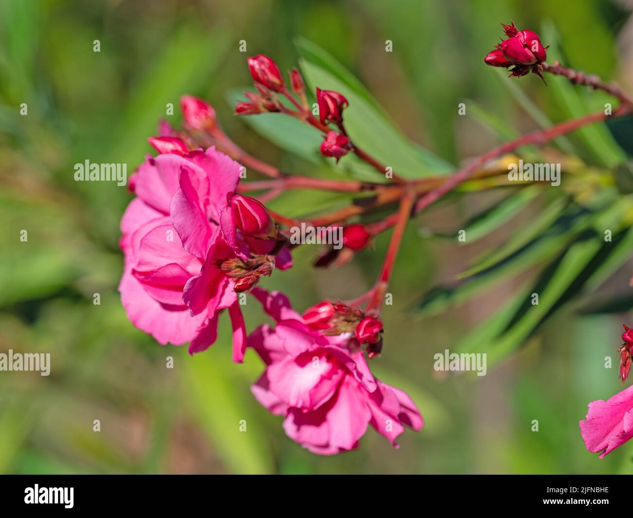 Red flowering oleander, Nerium oleander Stock Photo