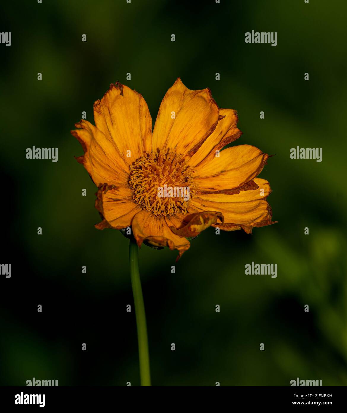 A close up of a short-lived Coreopsis flower at a wetland in Culver, Indiana Stock Photo