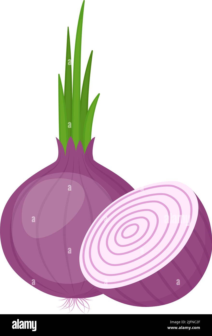 Red onion, whole and cut. Organic farm vegetable, vector illustration Stock Vector