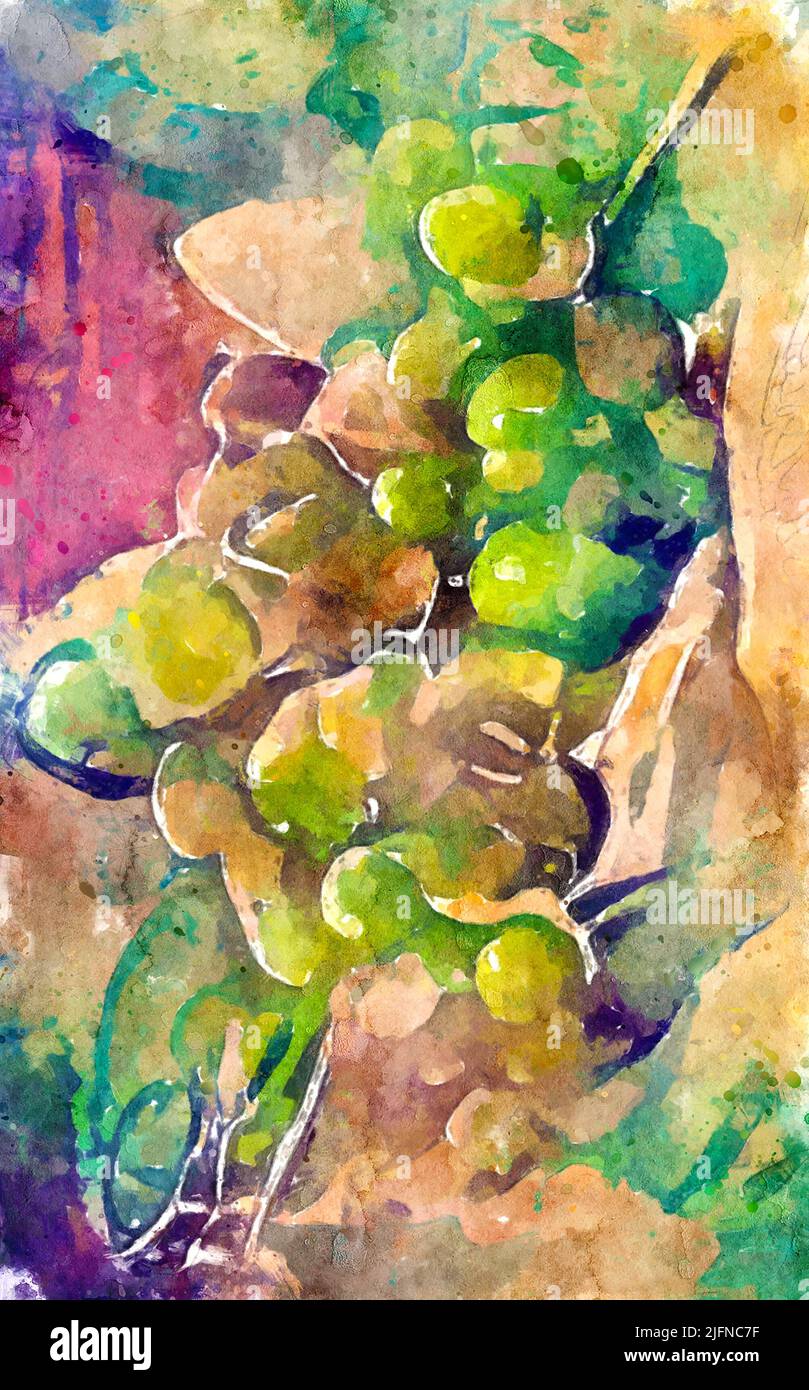 Watercolor painting of fresh vinegrapes in yellow and green. Artwork Stock Photo