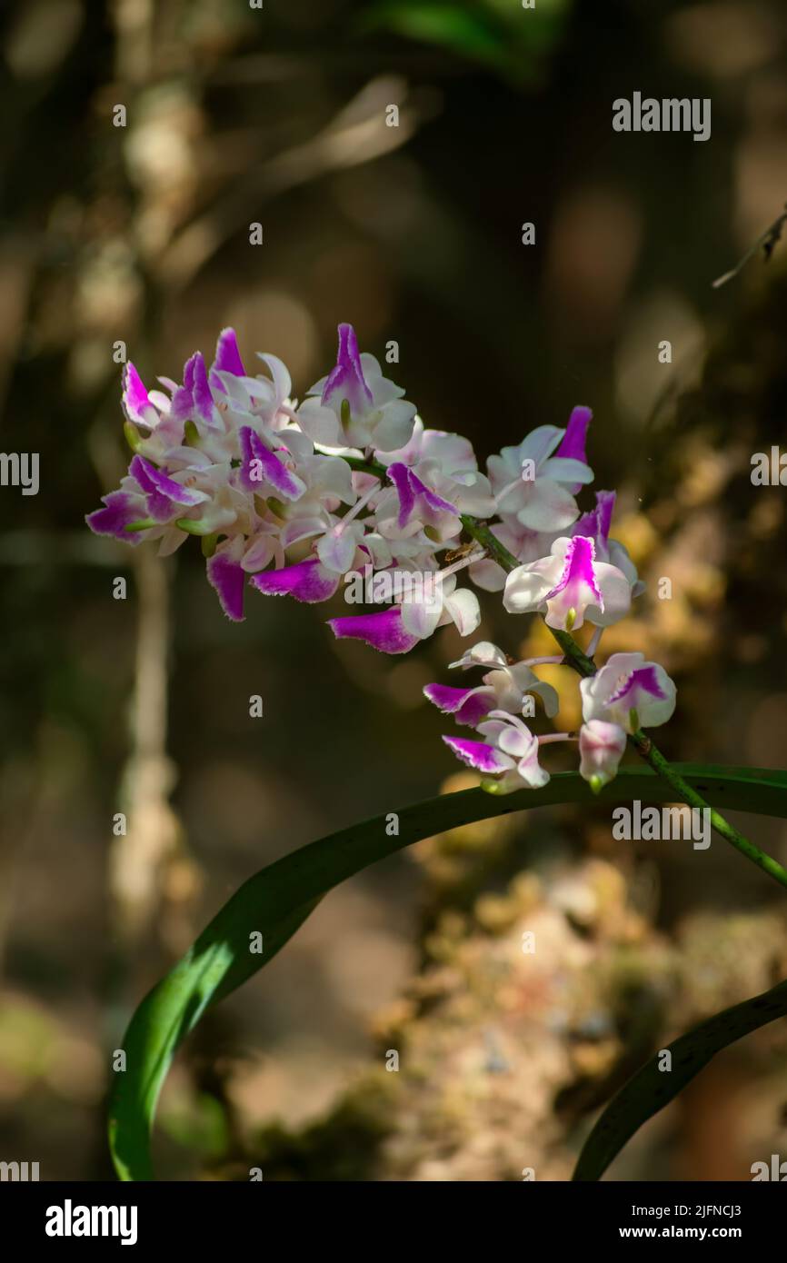 Aerides maculosa also known as fox brush orchid found in Western ghats Maharashtra. Used selective focus. Stock Photo