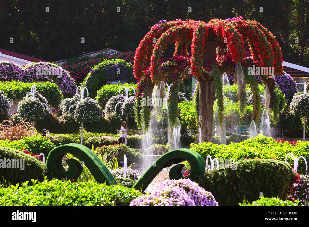 Blumen, Dubai, Miracle Garden, ein Garten mit wunderschönen Pflanzen