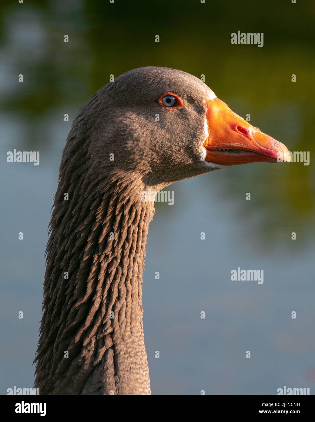 A vertical shot of a grey goose head illuminated under the sun in ...