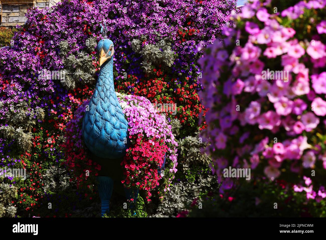 Pfau, Blumen, Dubai, Miracle Garden, ein Garten mit wunderschönen