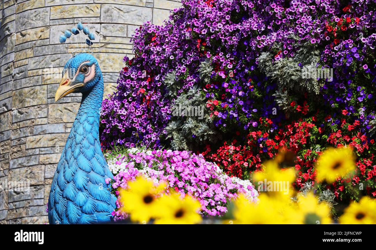 Pfau, Blumen, Dubai, Miracle Garden, ein Garten mit wunderschönen
