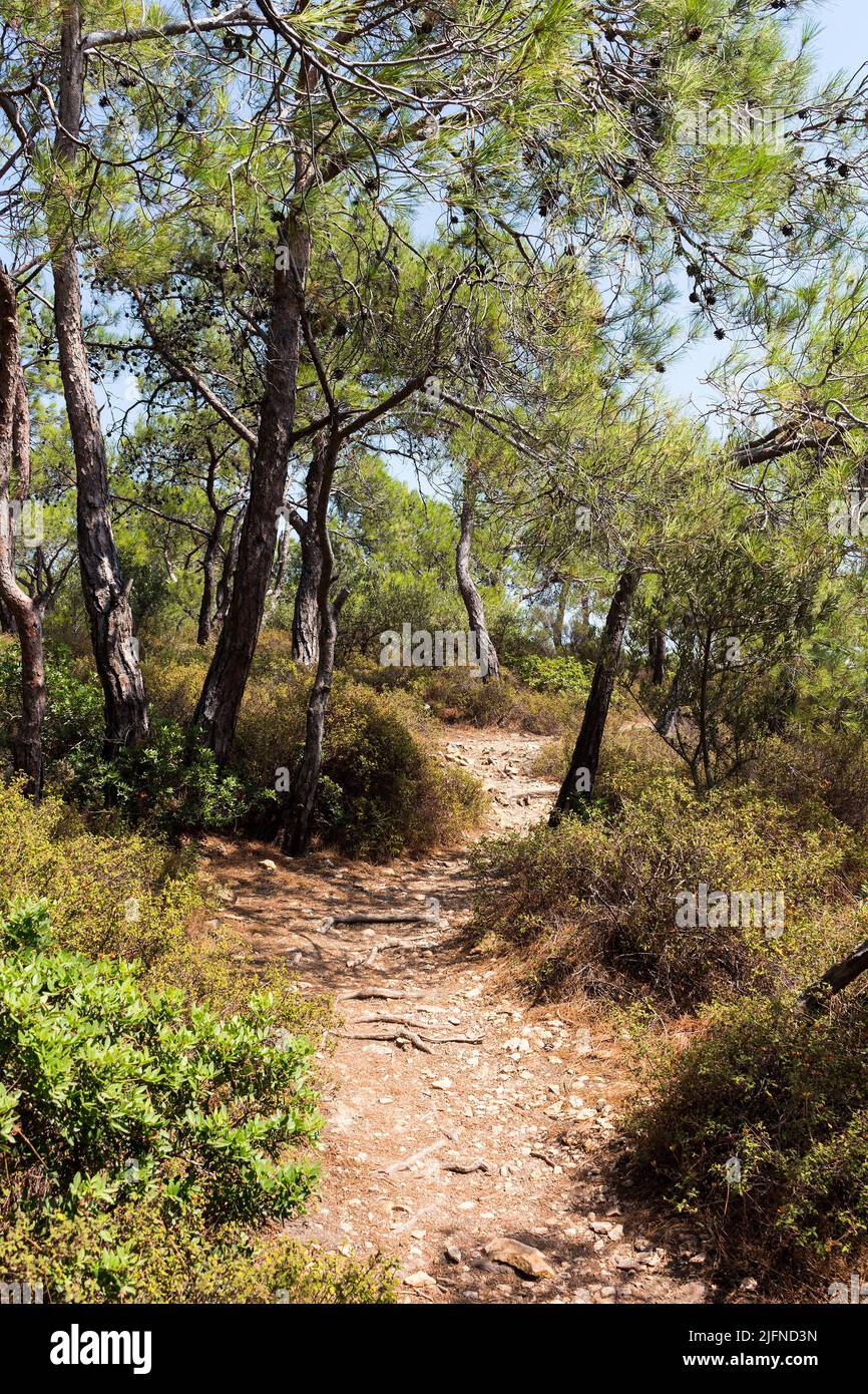 View of pine trees called Pinus Brutia and a pathway captured in Aegean coast of Turkey. It is a sunny summer day. Stock Photo