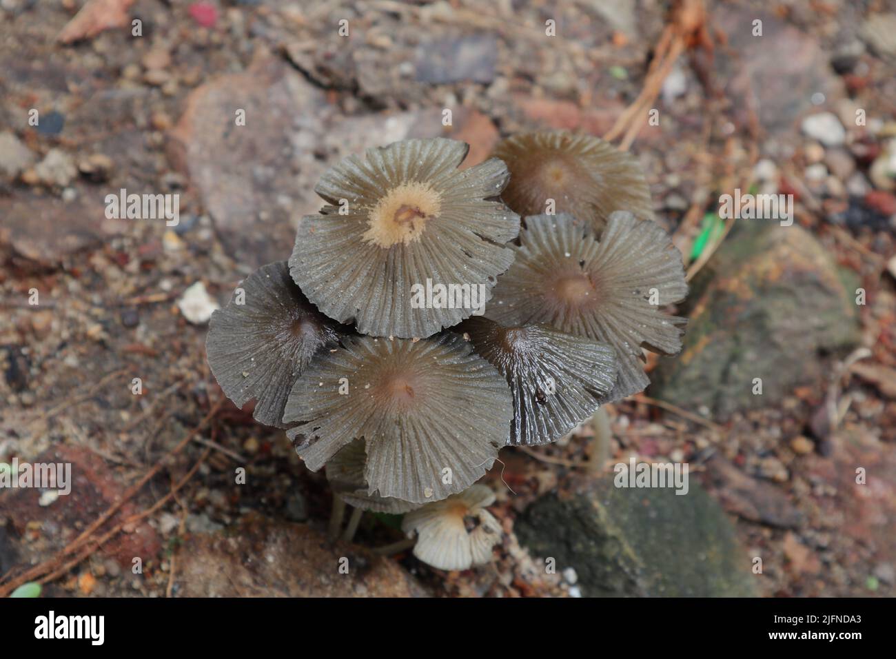Close up of a cluster of brown color mushrooms blooms on dirty ground Stock Photo