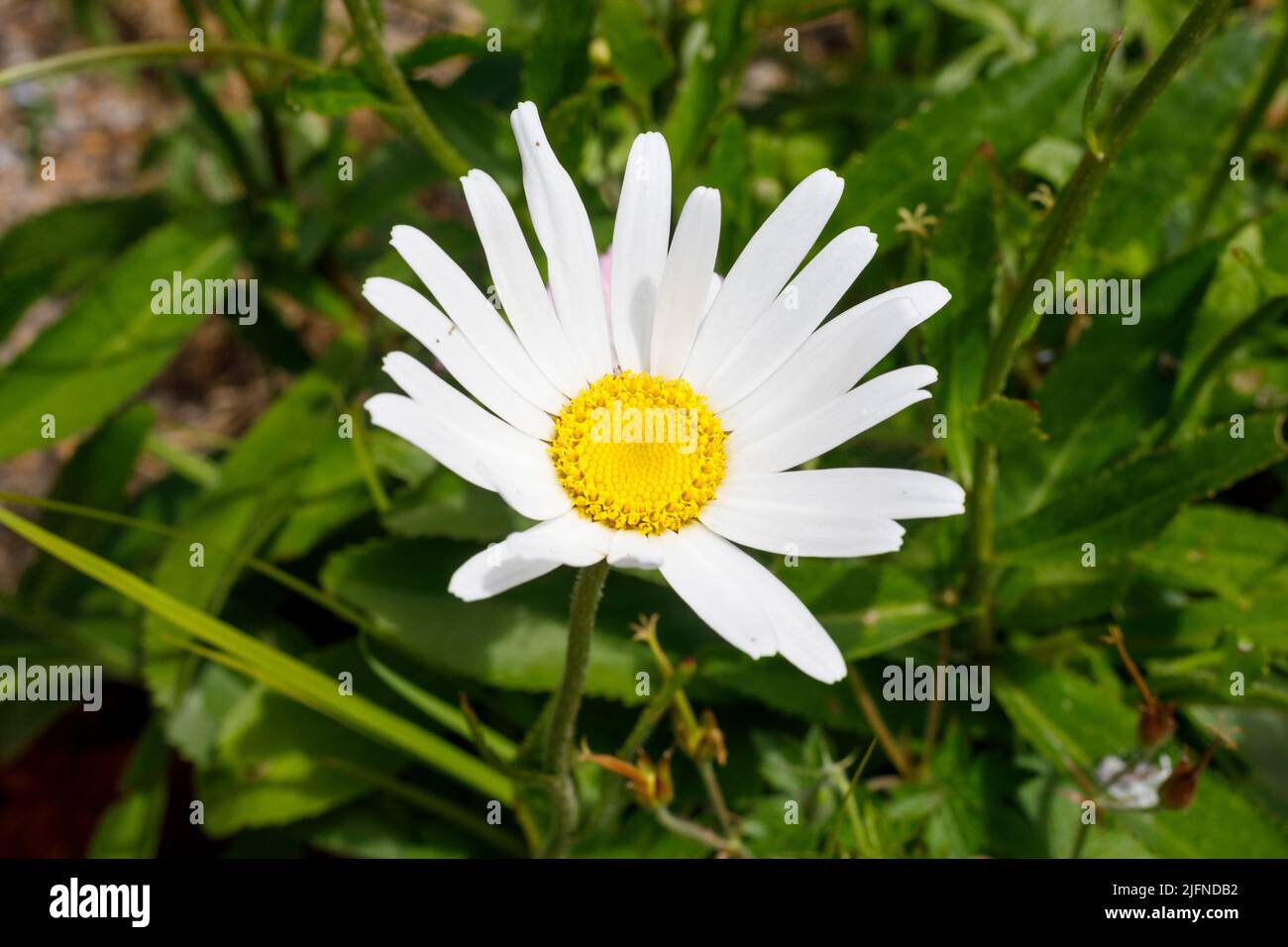 White Daisies in an English country garden during the summer Stock Photo