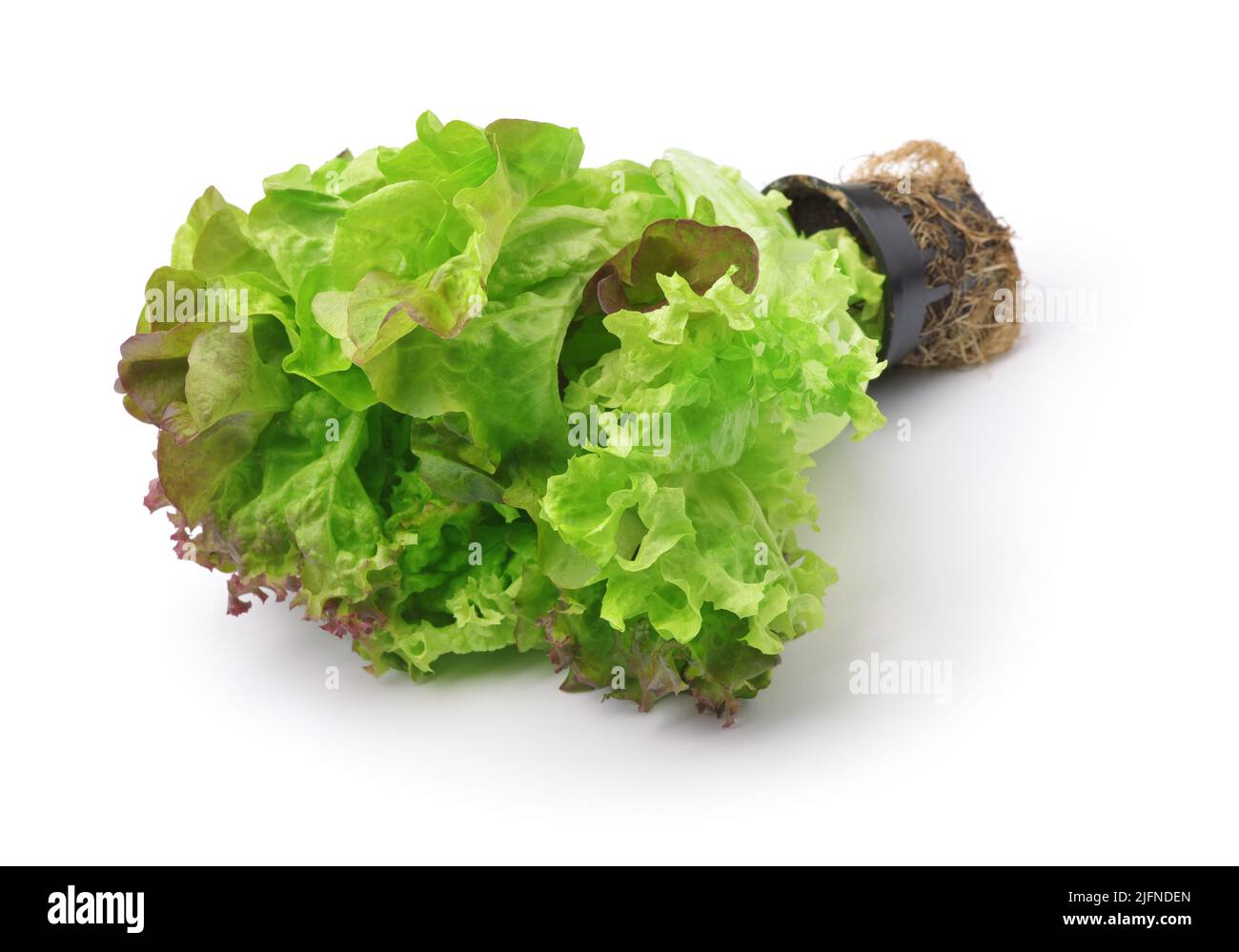 Fresh lettuce leaves in disposable pot isolated on white Stock Photo