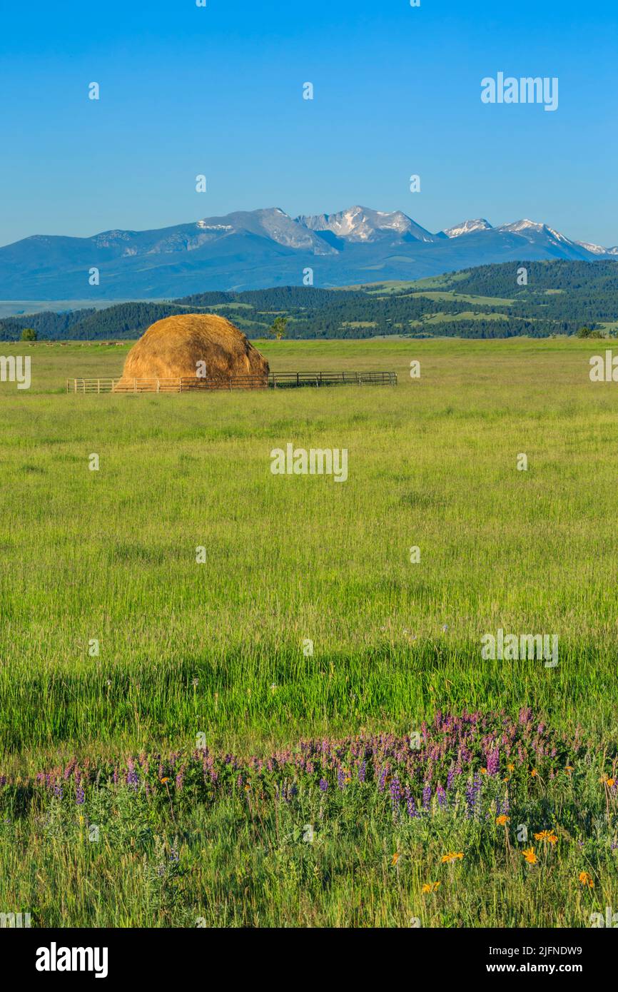 haystack and wildflowers in a hay meadow below the flint creek range near avon, montana Stock Photo