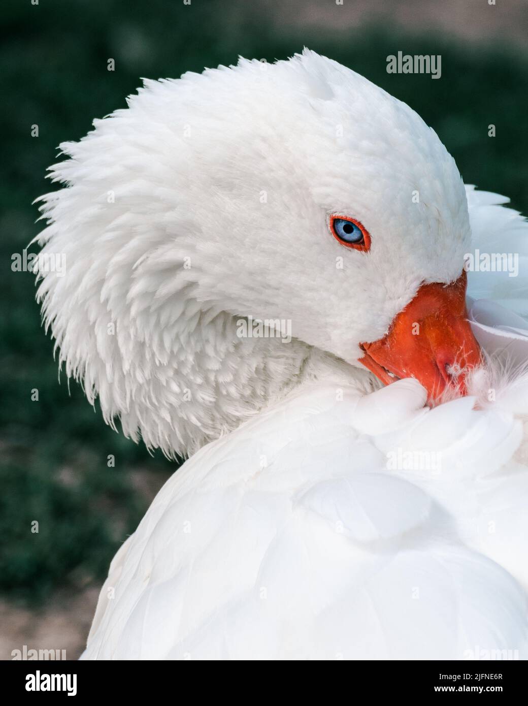 A portrait of Embden goose in its natural habitat Stock Photo - Alamy