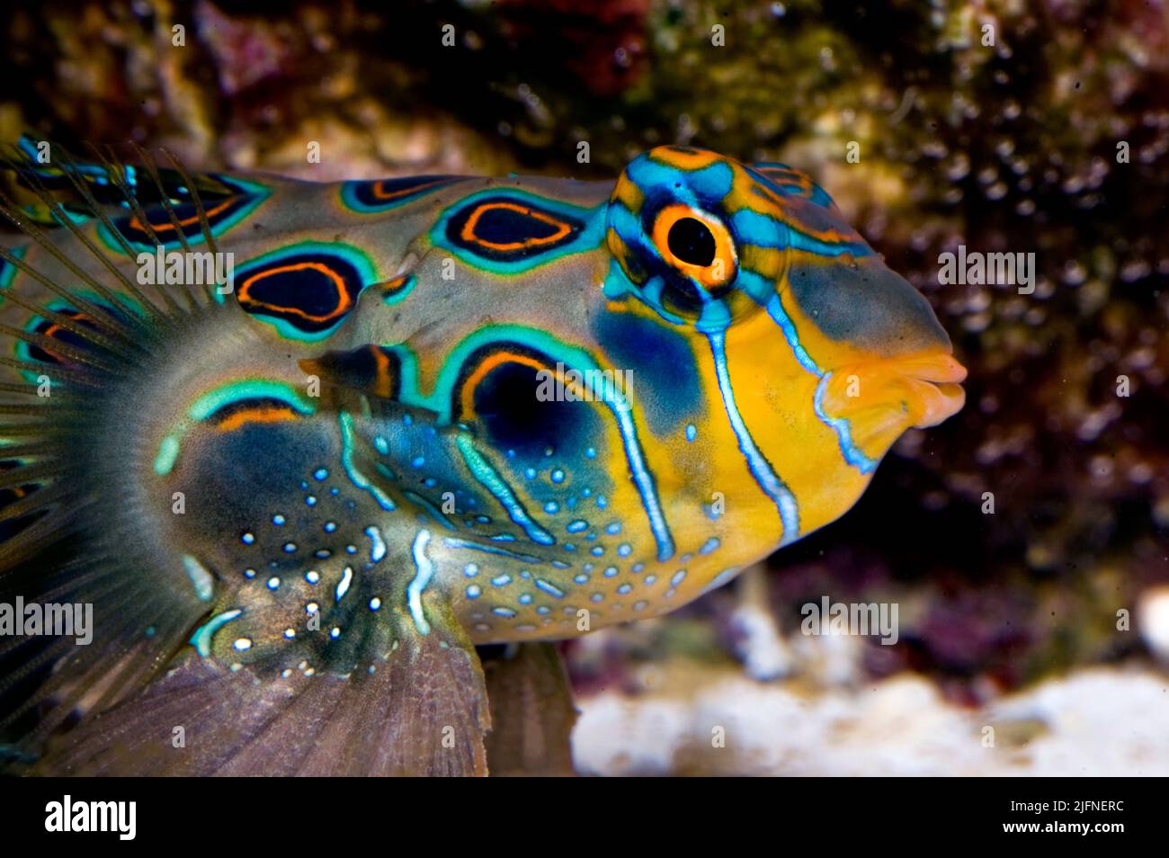 Mandarinfish (Synchiropus splendisus) Stock Photo