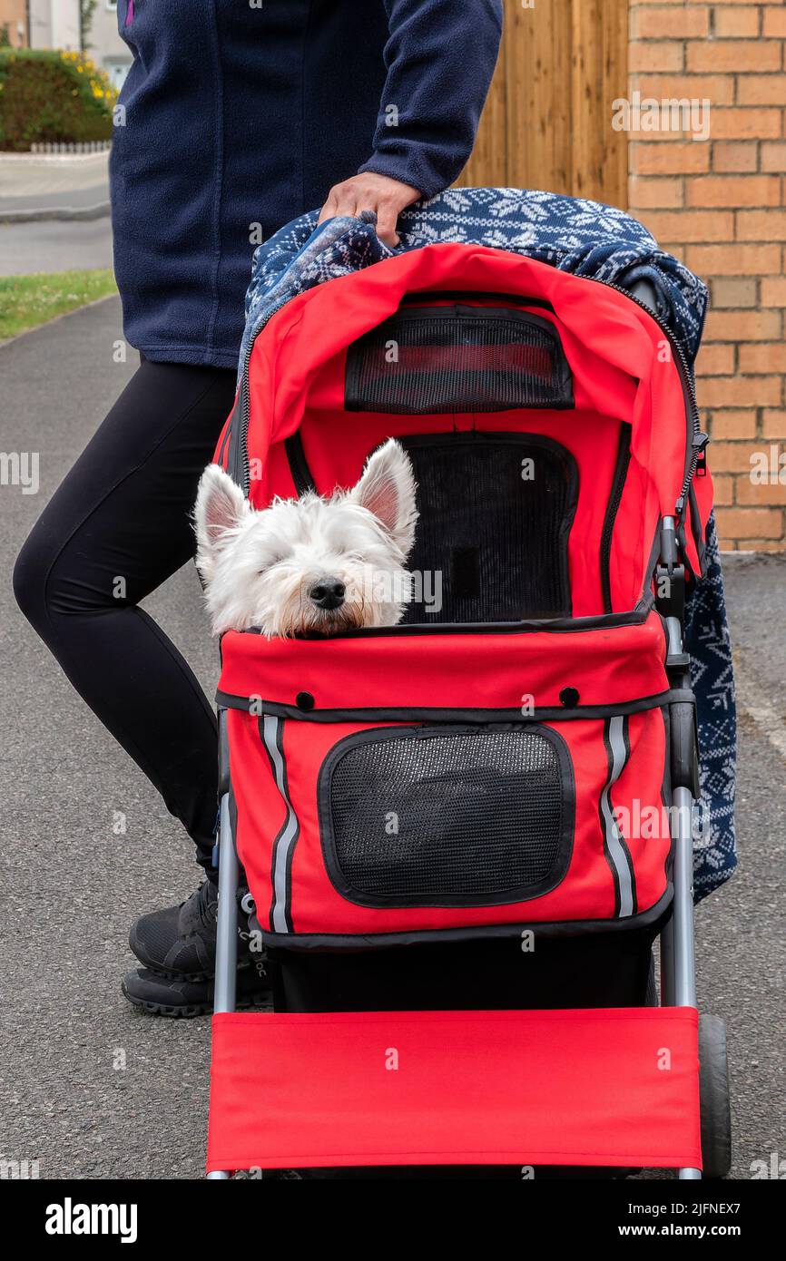 A white West Highland Terrier, or Westie, dog siting in a pet stroller whilst out with its owner. The stroller is manufactured by Pawhut Stock Photo