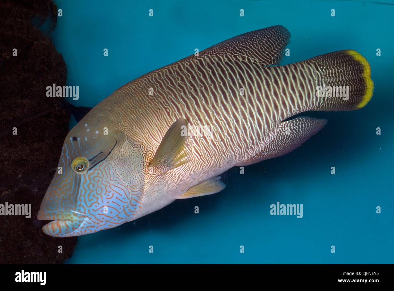 Napoleon Fish, the big wrasse, Cheilinus undulatus Stock Photo - Alamy