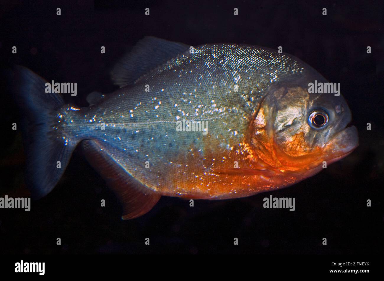 Pisces fish fishes osteichthyes piraya pirayas pirana red pirana hi-res ...